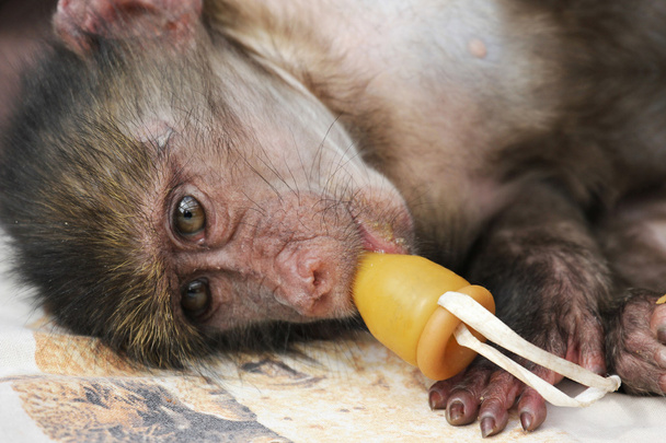 Bebek Maymun kukla ile - Fotoğraf, Görsel