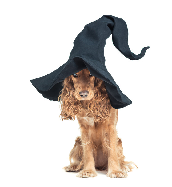 dog sitting in a witches hat and looks impressive - Foto, Imagem