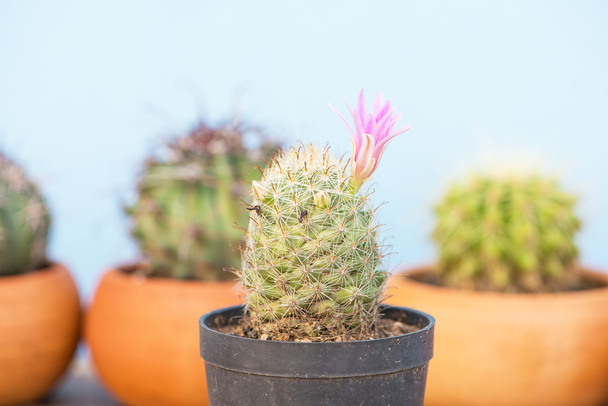 Cactus fermé avec fleur rose
 - Photo, image