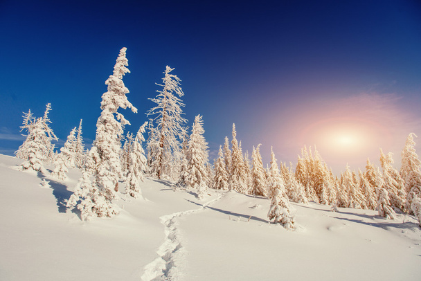 Fantastic winter landscape in the mountains of Ukraine - Photo, Image