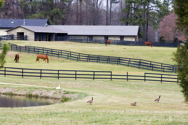 Horse Farm - Photo, Image