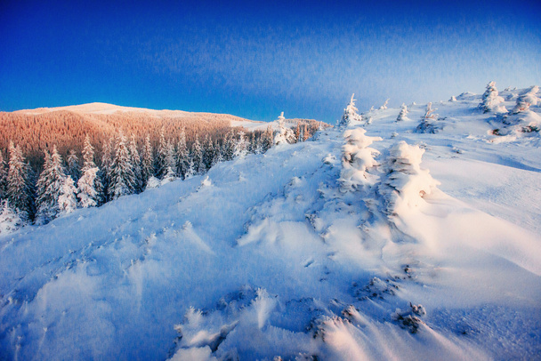 Чарівне зимове снігове дерево
  - Фото, зображення