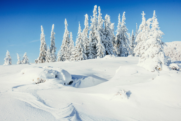 зимові пейзажні дерева сноуборд
 - Фото, зображення