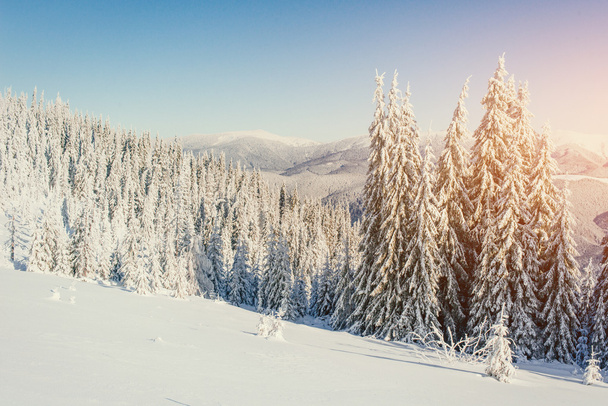magical winter snow covered tree  - Fotó, kép