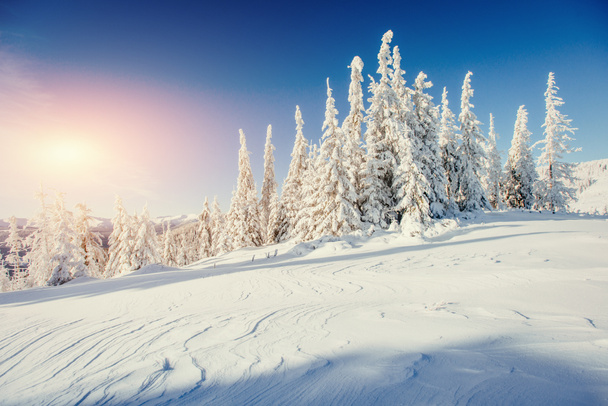 talvi maisema puut lumimyrsky
 - Valokuva, kuva