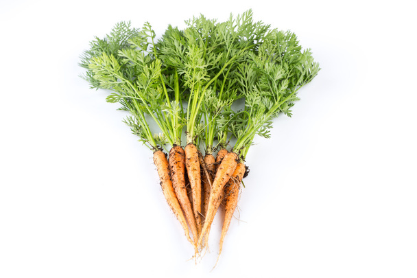 freshly picked carrots - Foto, Bild