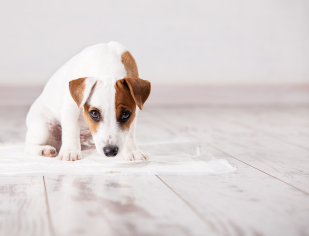 Puppy on absorbent litter - Foto, Imagen