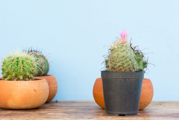 Kaktus v květináč na dřevěný stůl - Fotografie, Obrázek