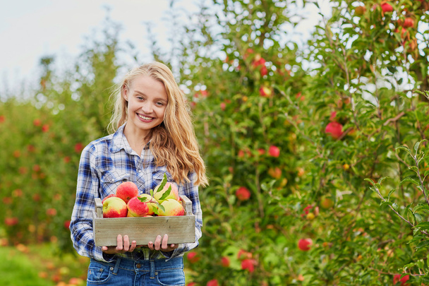 Young woman picking apples in garden - Foto, immagini