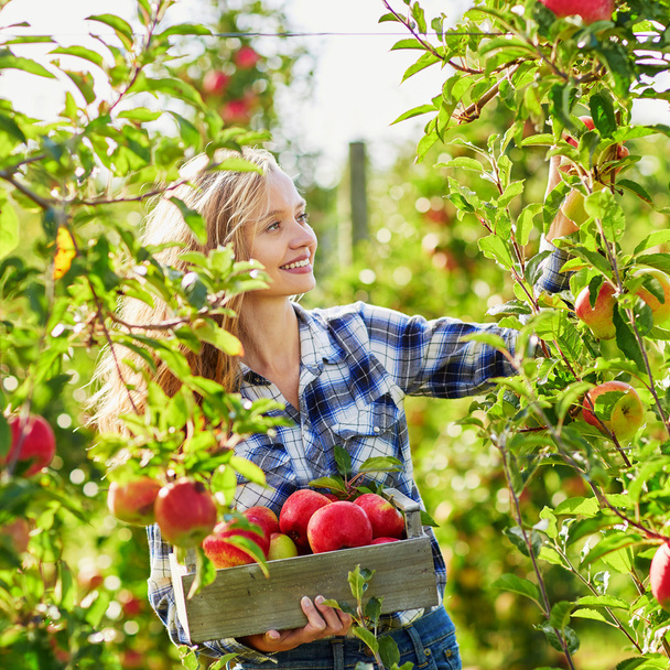 Young woman picking apples in garden - Foto, imagen