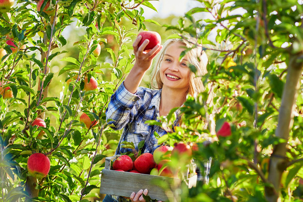 Young woman picking apples in garden - Fotografie, Obrázek