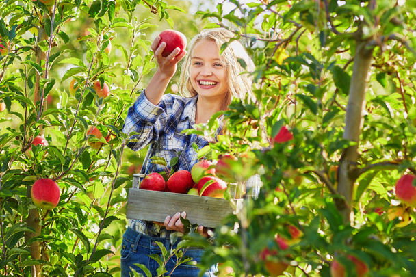 Young woman picking apples in garden - Valokuva, kuva