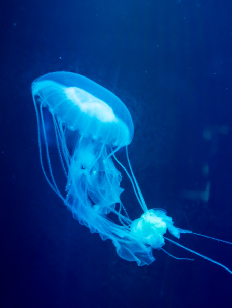 Медуза Аурелия аурита в аквариуме
. - Фото, изображение
