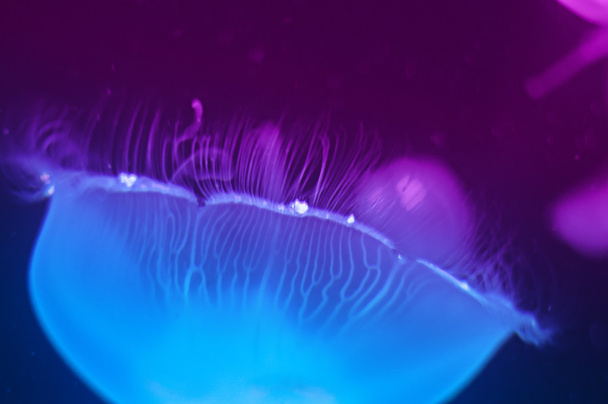 Jellyfish - Фото, изображение