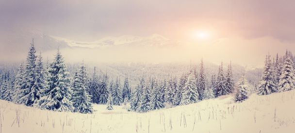 magical winter snow covered tree  - Zdjęcie, obraz