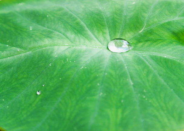 Macro bubble on green leaf - Foto, Bild