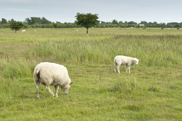 Молодые овцы идут по дороге
 - Фото, изображение
