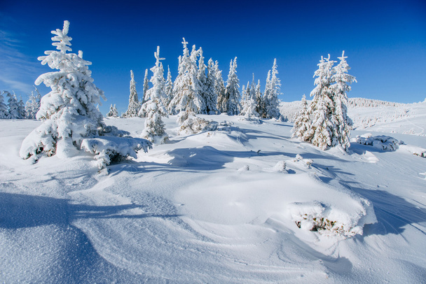 maaginen talvi lumen peittämä puu
 - Valokuva, kuva