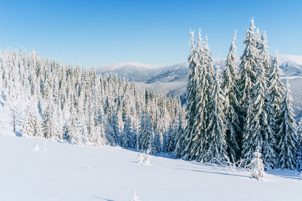 Чарівне зимове снігове дерево
 - Фото, зображення