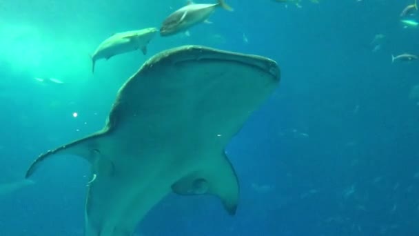 Bálna cápa, a manta ráják és más halak az akváriumban - Felvétel, videó