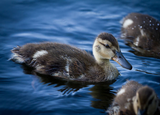 Duckling - Photo, Image