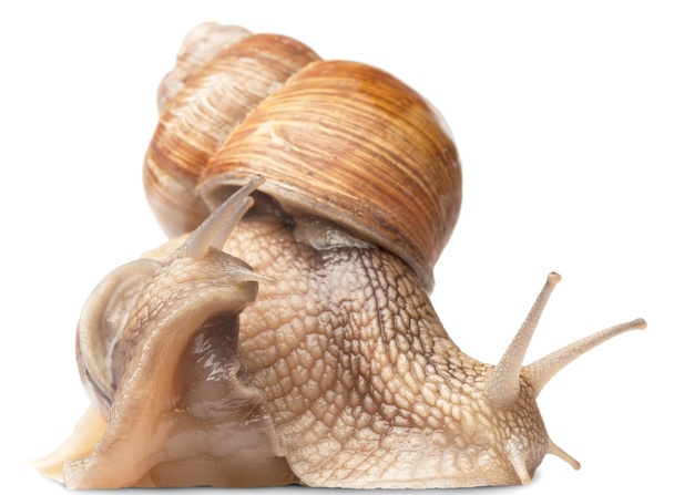 two big snails - Fotografie, Obrázek