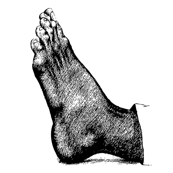 linke menschliche Fußhand gezeichnet - Vektor, Bild