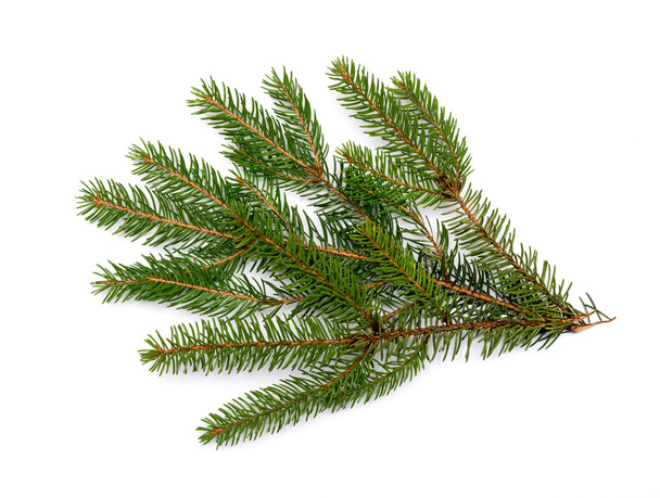 Fir branch isolated on white background - Photo, Image