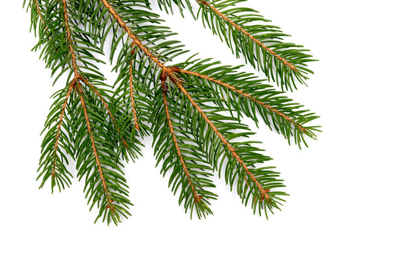 Fir branch isolated on white background - Photo, Image