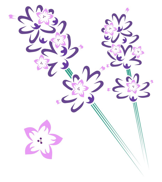 Lavendel stam & bloemen - Vector, afbeelding