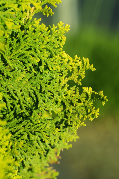 Pinus Leaf Close Up - Photo, Image
