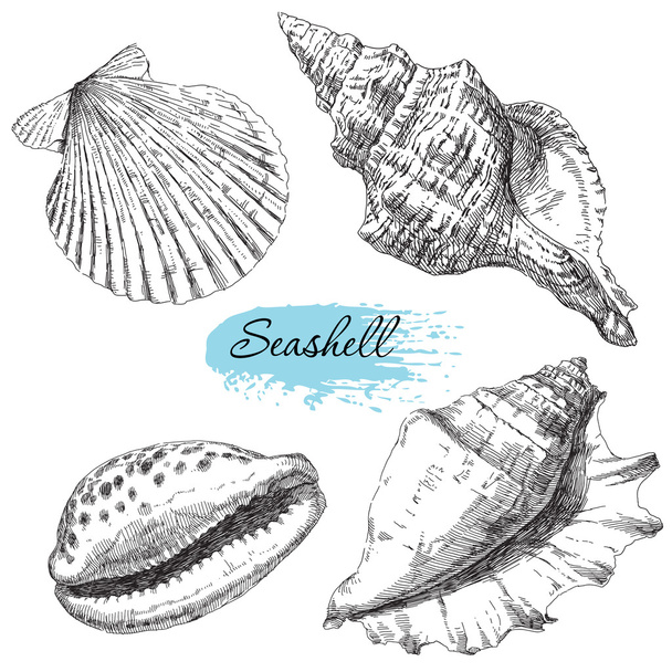 Set of various sea shells - Вектор,изображение