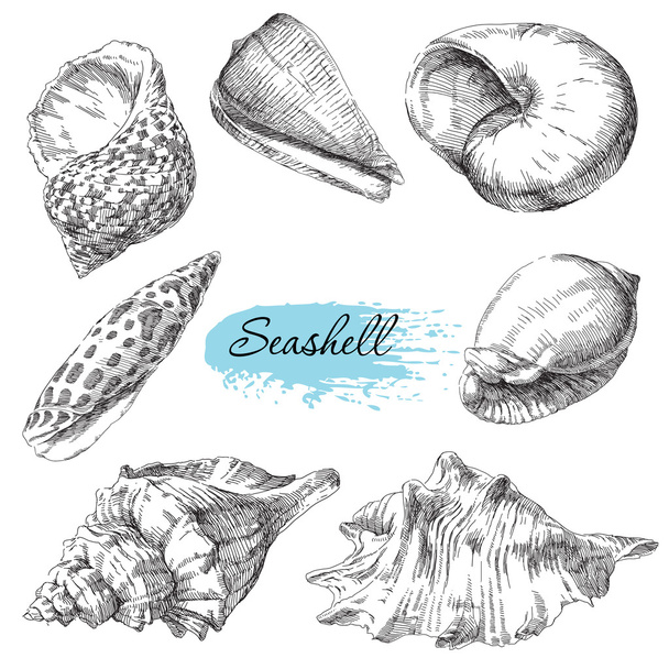 Set of various sea shells - Vektör, Görsel