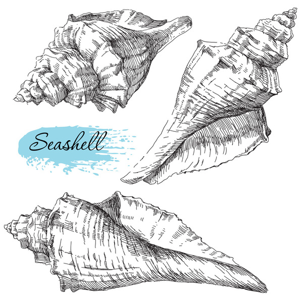 Set of various sea shells - Vector, imagen