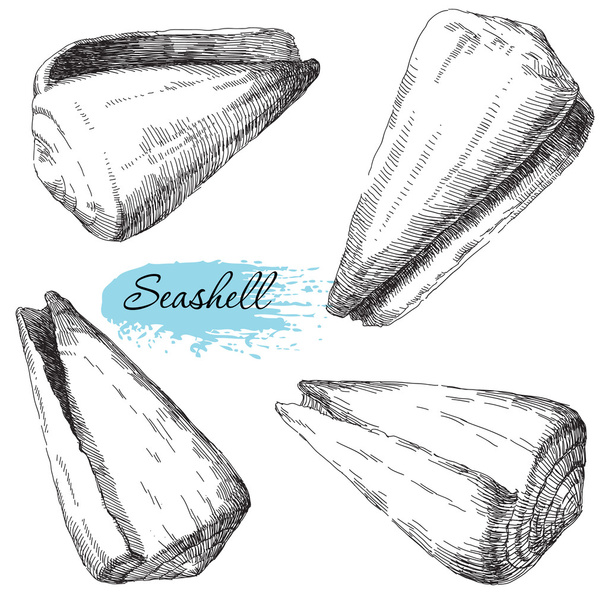 Set of various sea shells - Вектор,изображение