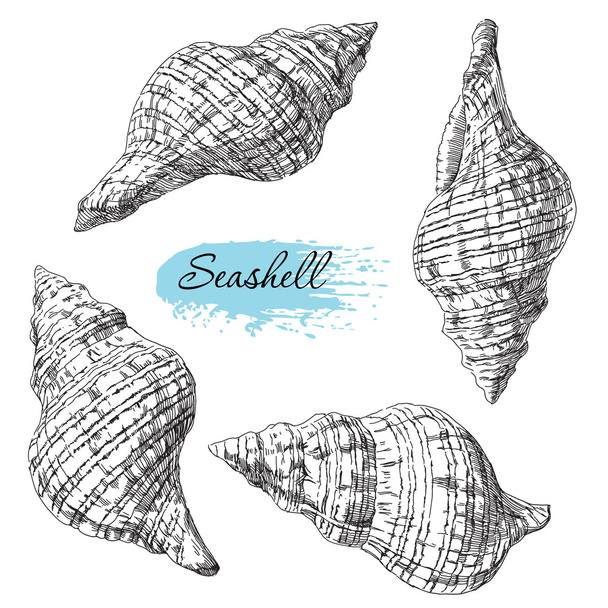 Set of various sea shells - Vector, Image