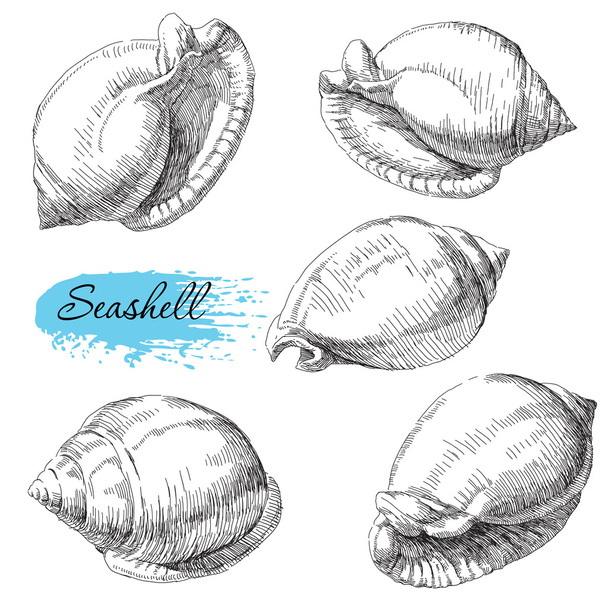 Set of various sea shells - Vecteur, image