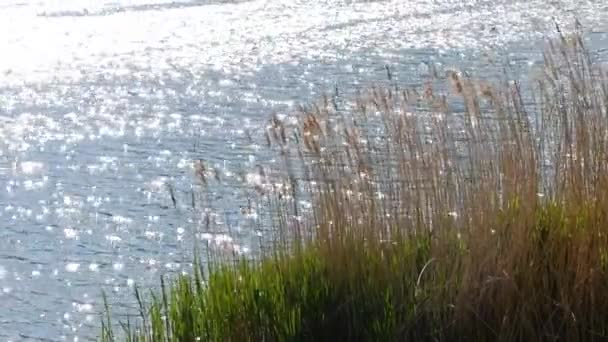 Wellen auf Teich - Filmmaterial, Video