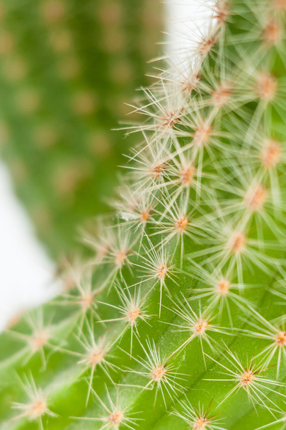 groene cactus close-up - Foto, afbeelding