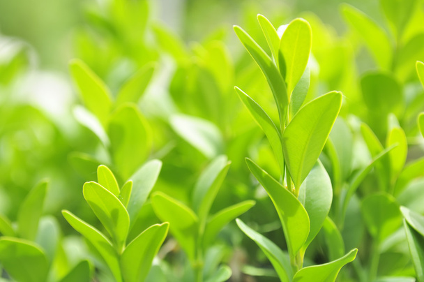 Green Leaves of Boxwood (Box or Buxus Sempervirens) - Foto, Bild