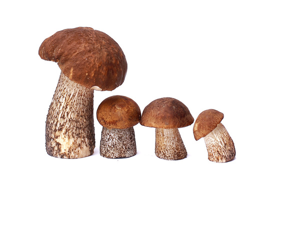 mushroom orange-cap boletus and boletus - Φωτογραφία, εικόνα
