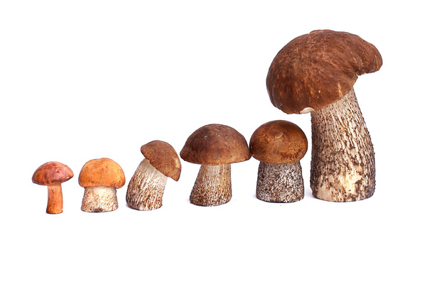 mushroom orange-cap boletus and boletus - Photo, Image