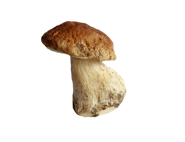 Mushroom boletus - Foto, afbeelding