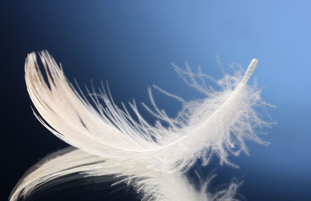 Beautiful feather on blue background - Photo, image