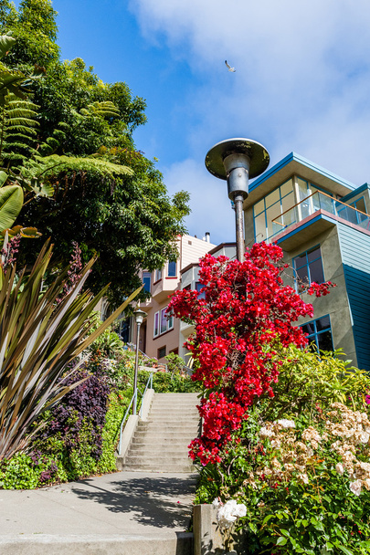 Quartier résidentiel du centre-ville de San Francisco
 - Photo, image