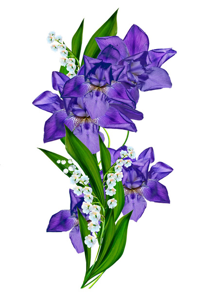 modrá duhovka květiny izolované na bílém pozadí - Fotografie, Obrázek
