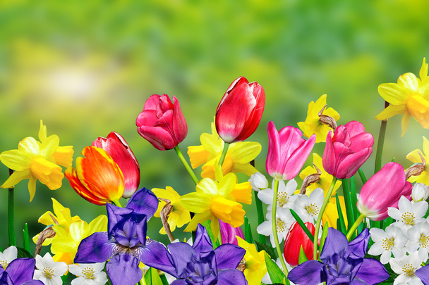 Wiosenne kwiaty żonkile i tulipany - Zdjęcie, obraz