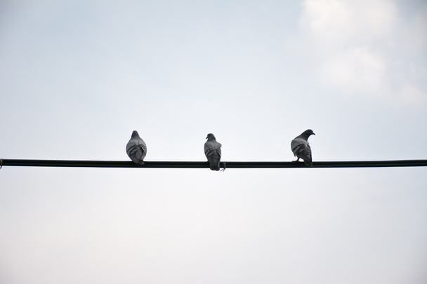 Teller üzerinde güvercin akşam, hissediyorum yalnız kavram için kullanmak - Fotoğraf, Görsel