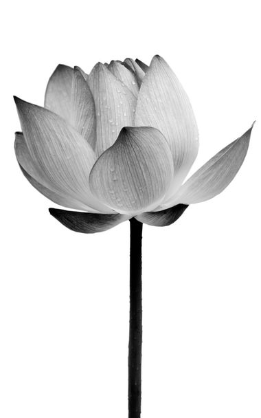 Lotus flower black and white - Фото, изображение