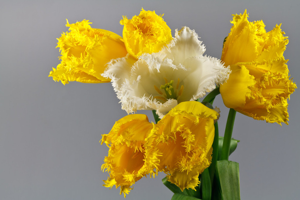 Bouquet of tulips - Фото, изображение